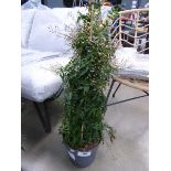 +VAT Potted large Jasmine plant