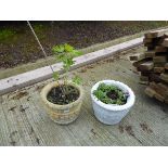 Two concrete pots with plants