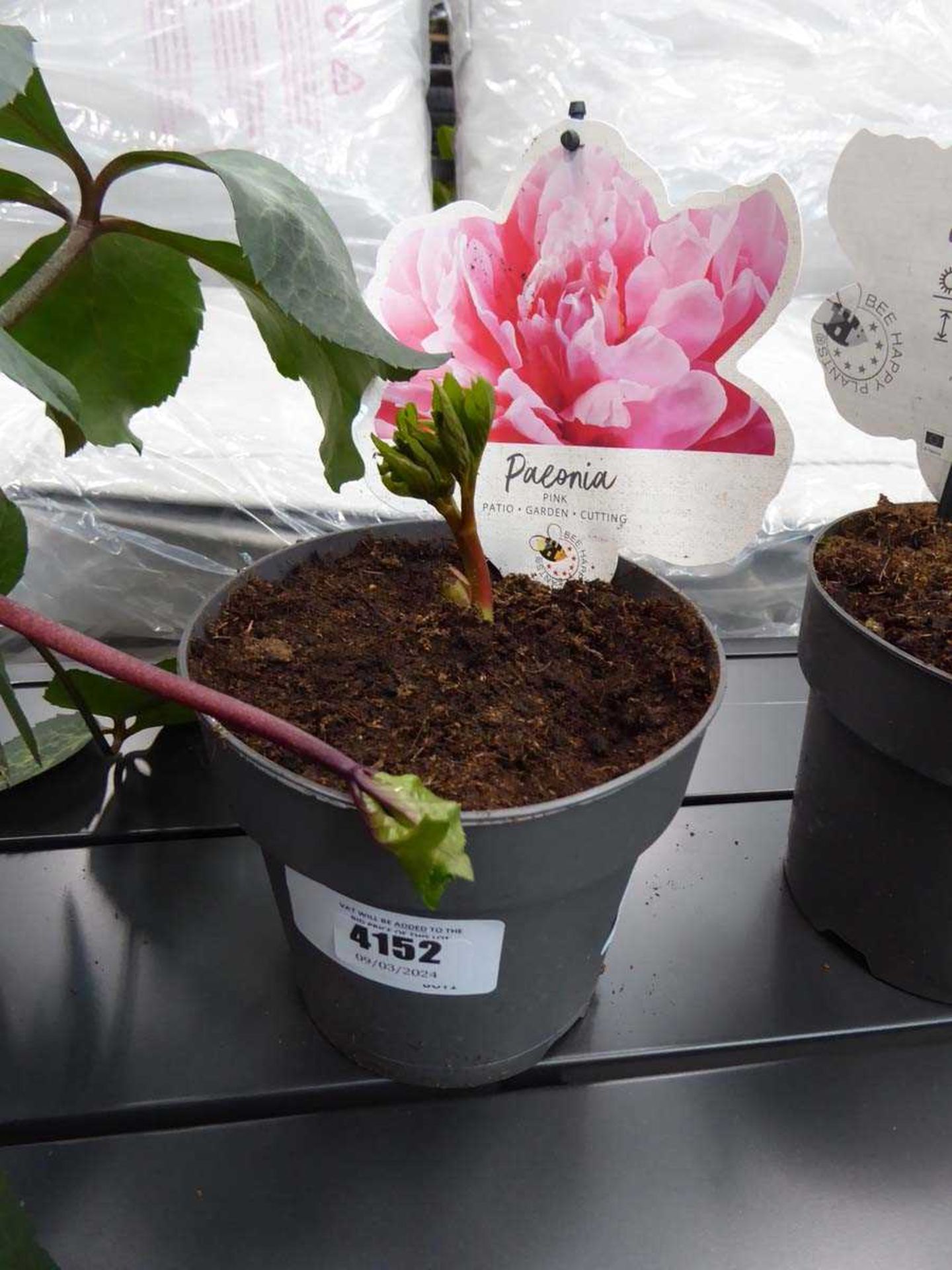 +VAT Potted Peony