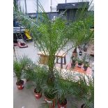 +VAT Large Roebelenii palm
