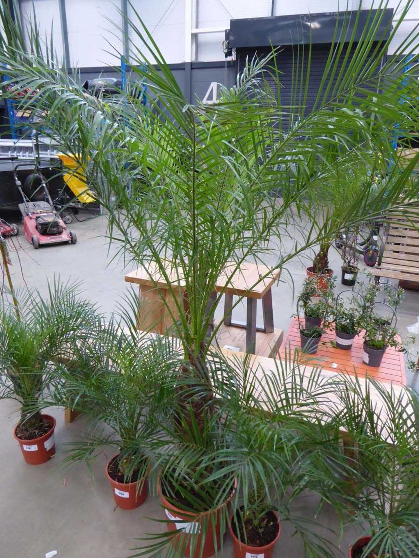 +VAT Large Roebelenii palm