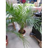 +VAT Small Roebelenii palm