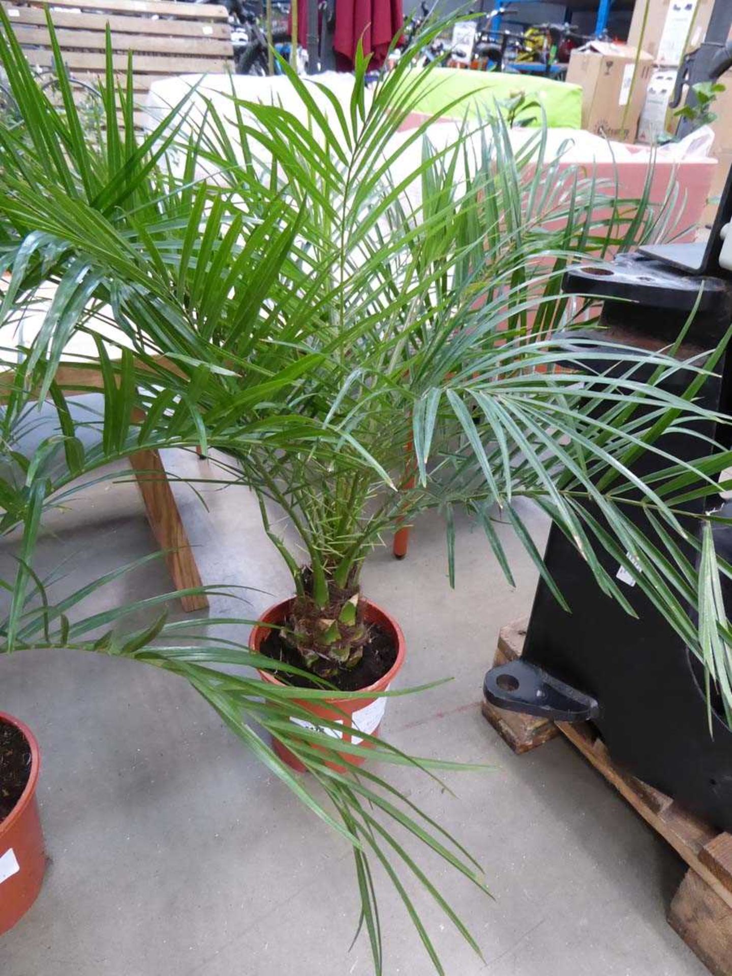 +VAT Small Roebelenii palm