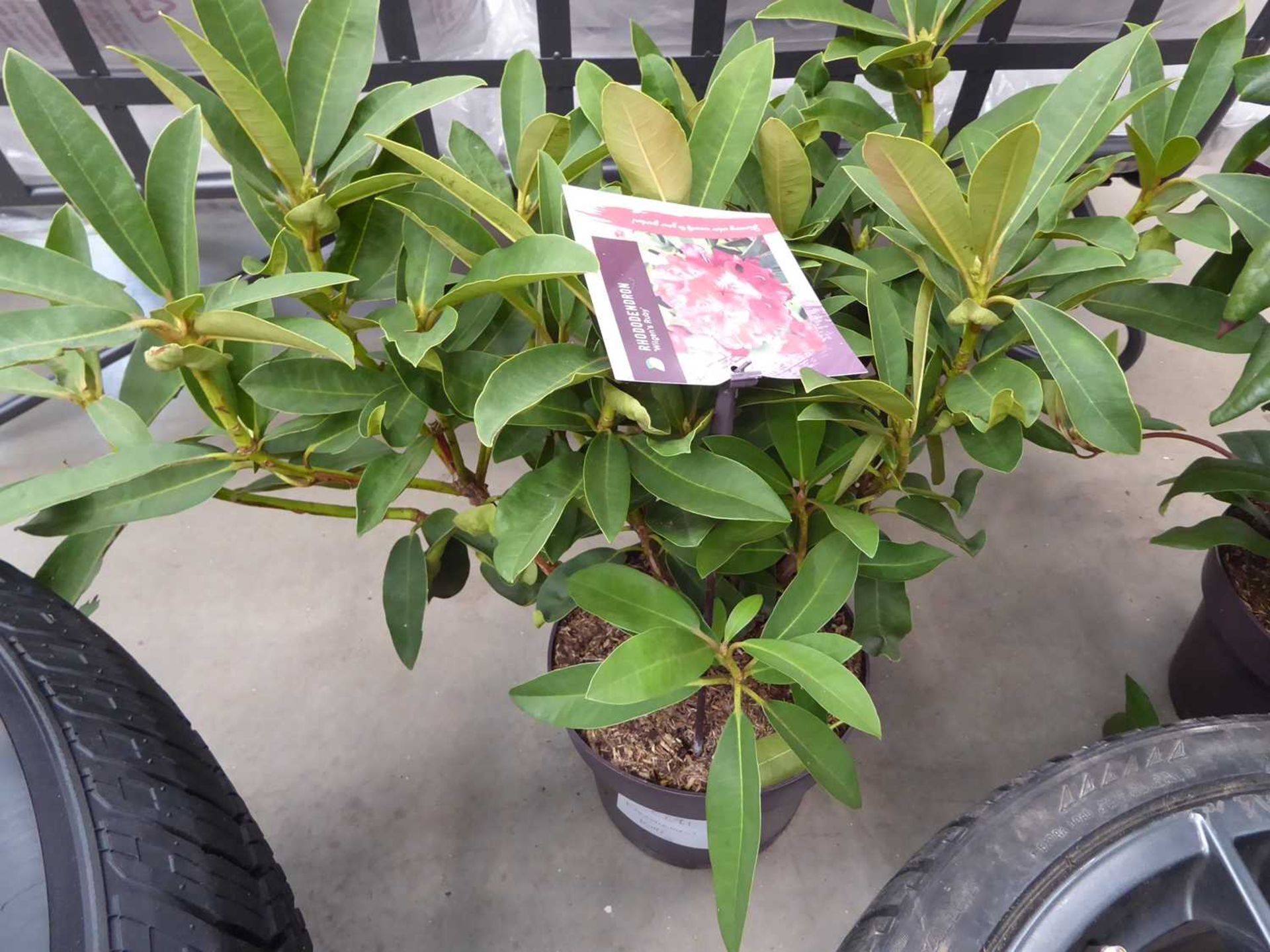 +VAT Potted rhododendron