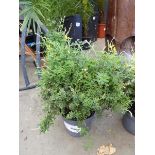 +VAT Potted genista plant