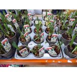 Tray of narcissus plants