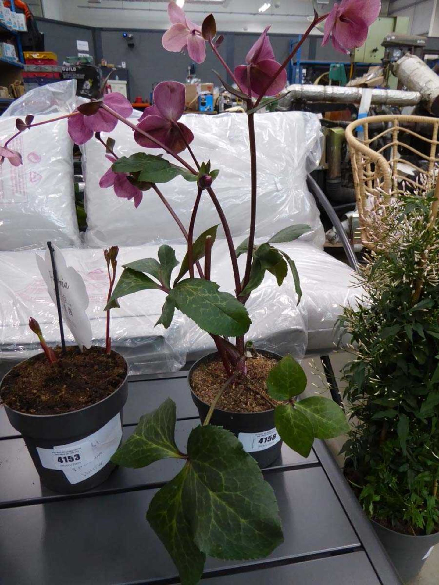 +VAT Potted Helleborus