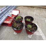 Four plastic red pots with plants