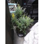 +VAT Potted genista plant