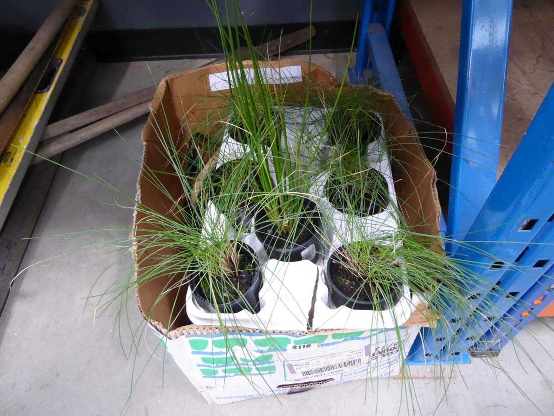 Tray containing grasses and some china glass plant pots