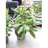 +VAT Potted rhododendron