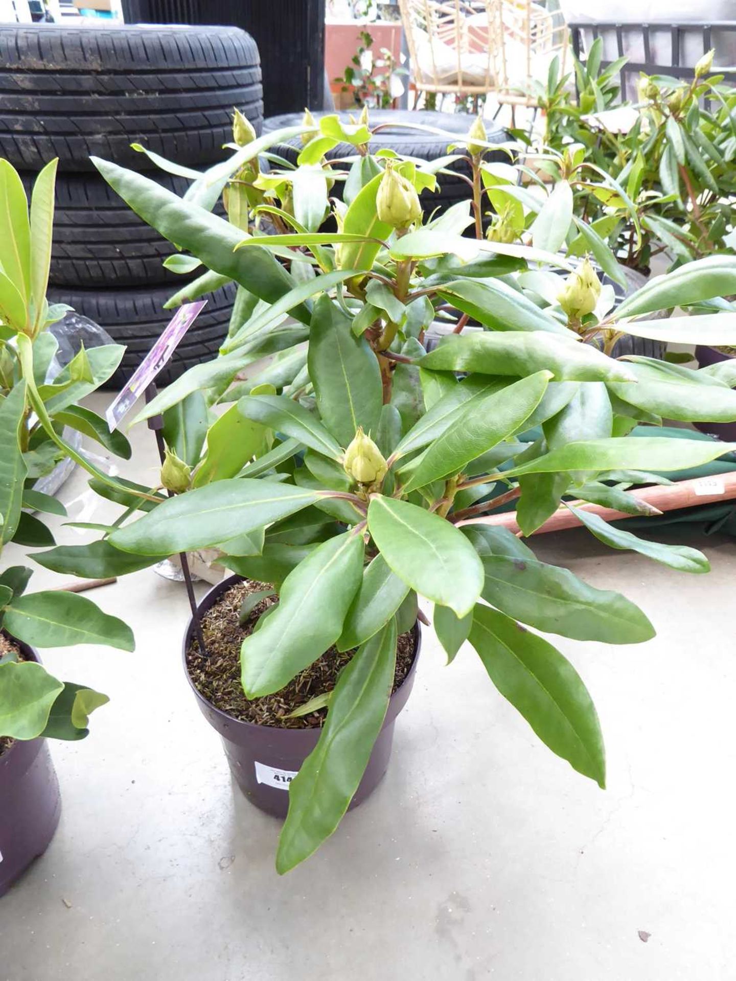 +VAT Potted rhododendron