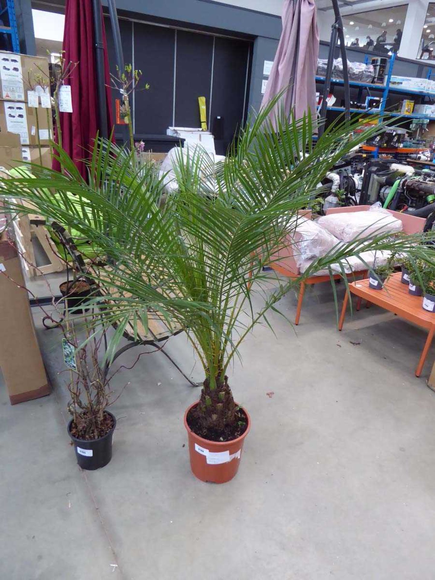 +VAT Large Roebelenii palm