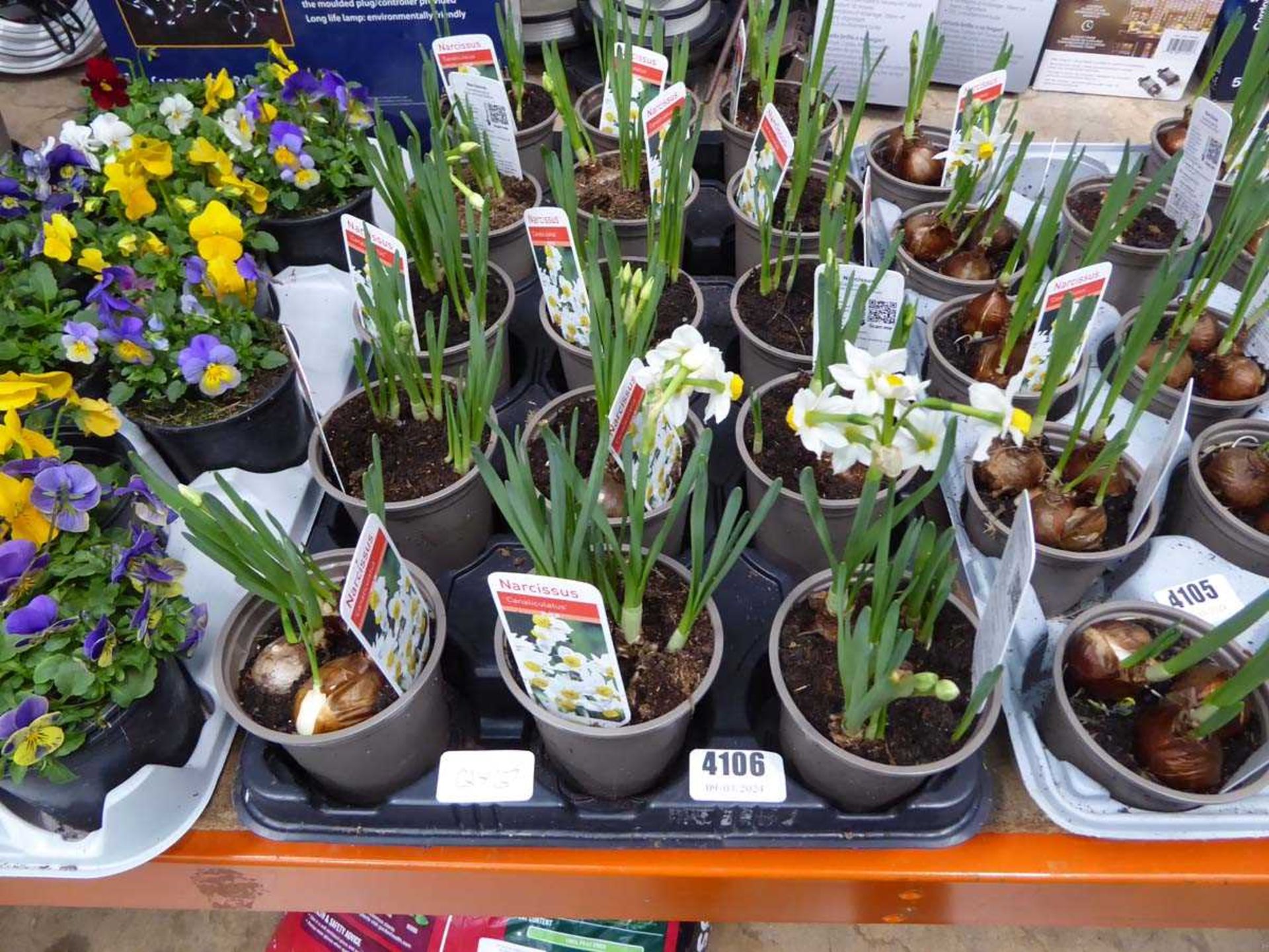 Tray of narcissus plants