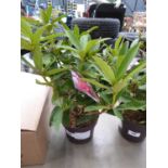+VAT Potted rhododendron