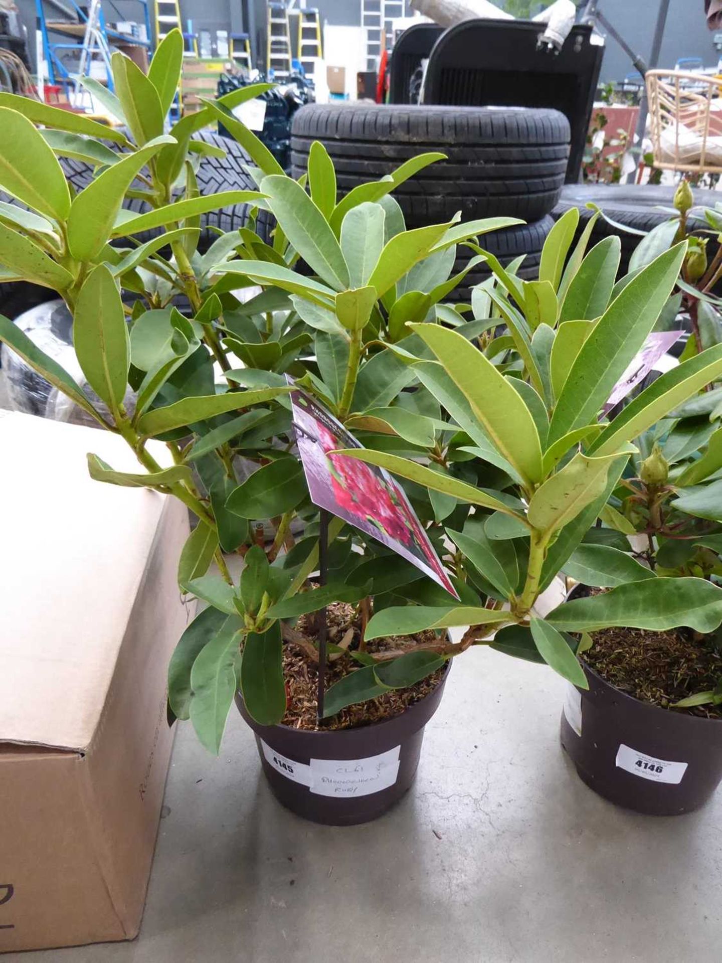 +VAT Potted rhododendron