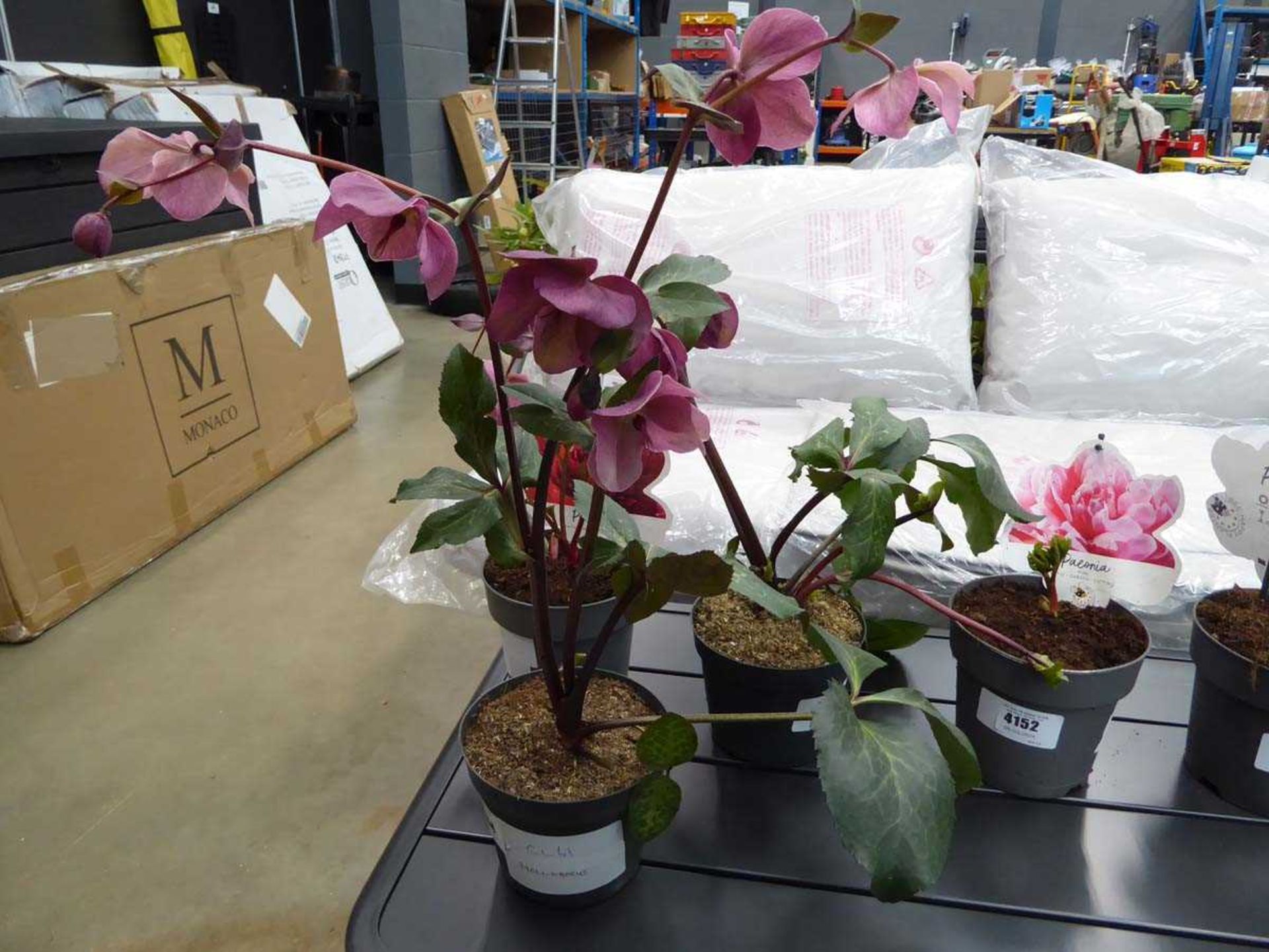 +VAT Potted Helleborus