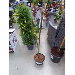 +VAT Salix plant