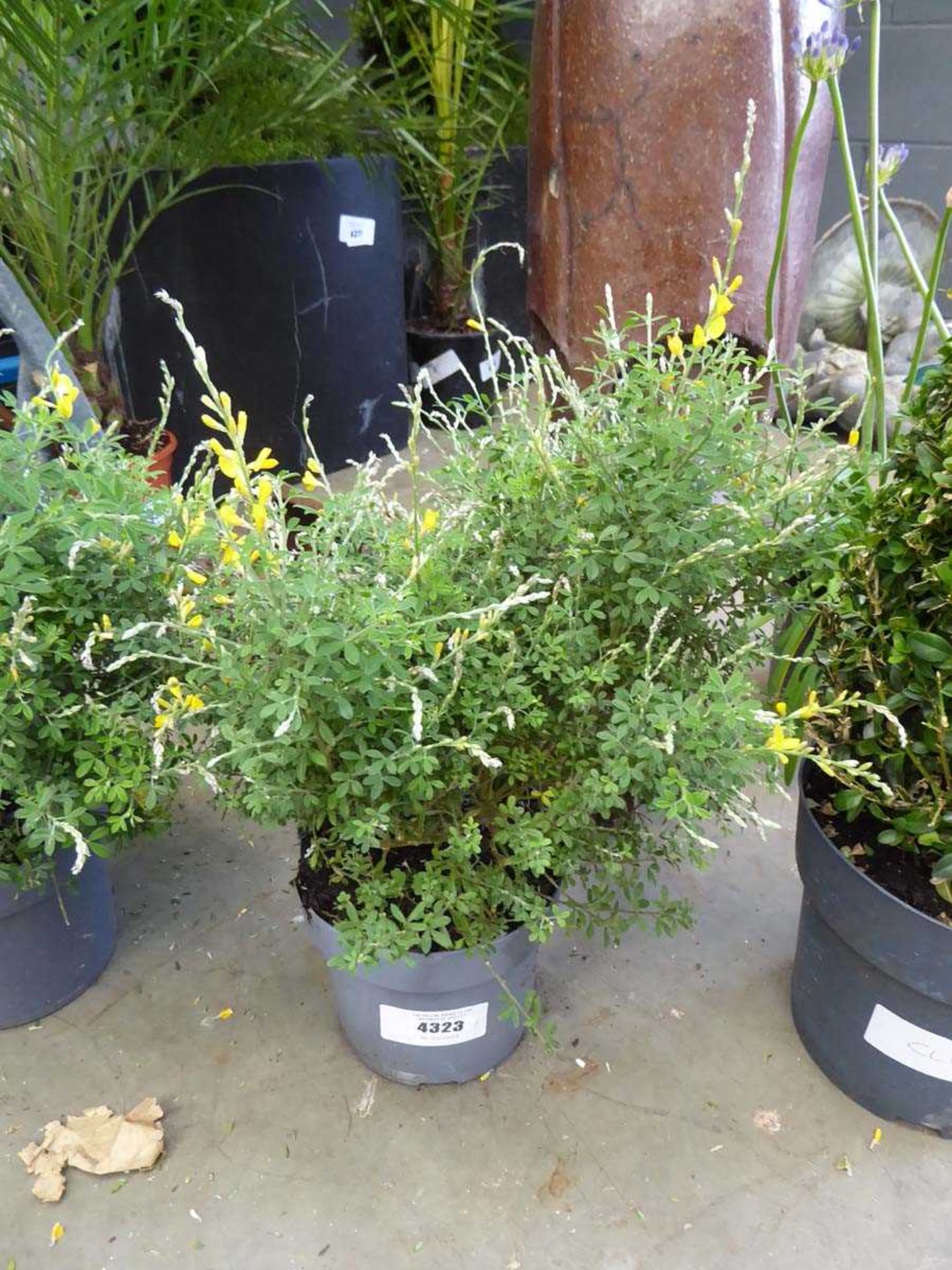 +VAT Potted genista plant