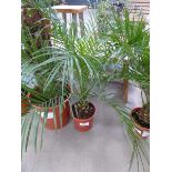 +VAT Small Roebelenii palm