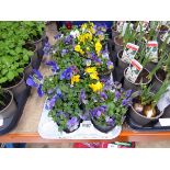 Tray of viola plants