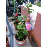 +VAT Potted Camellia