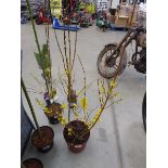 +VAT Potted Forsythia plant