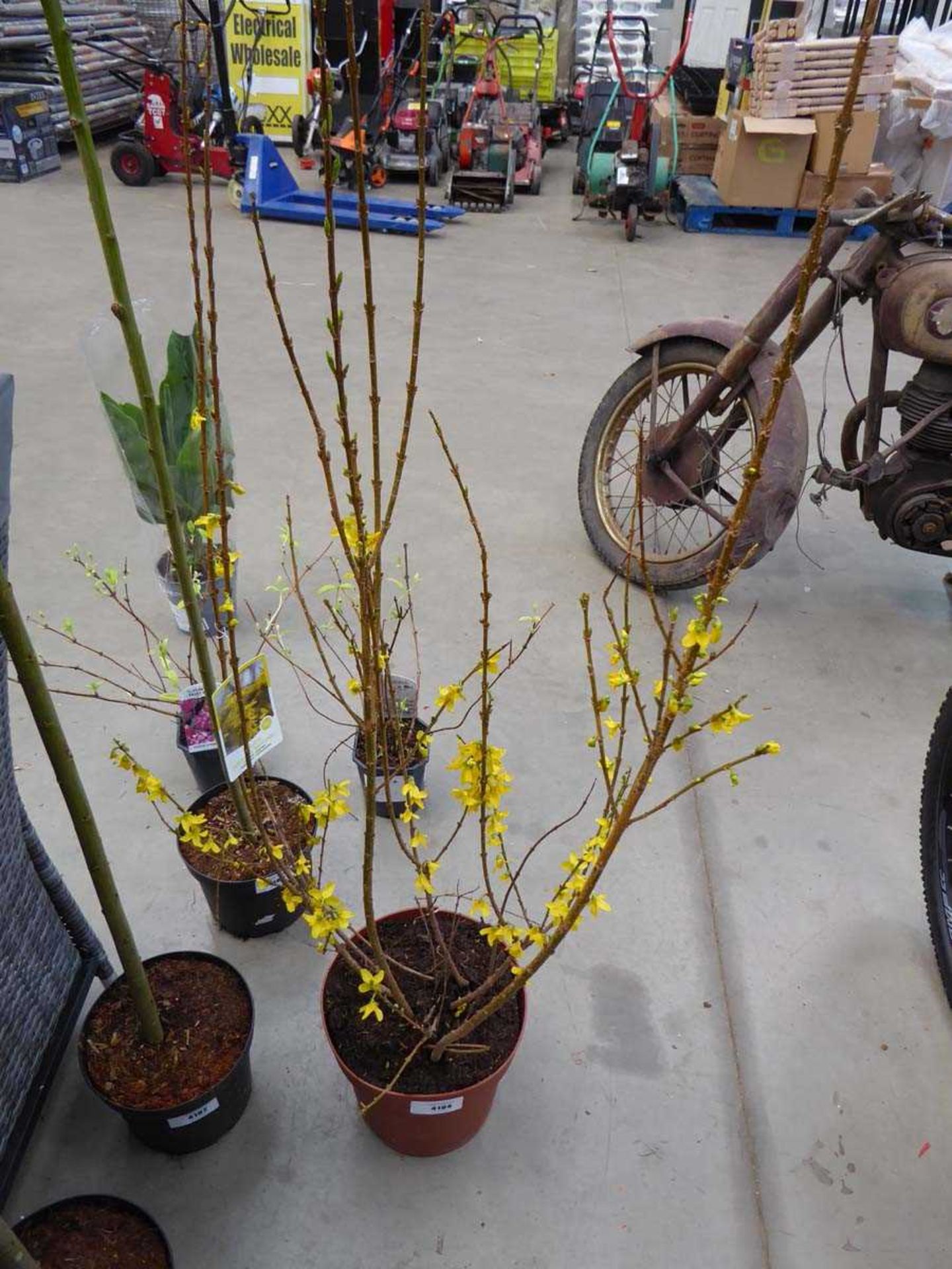 +VAT Potted Forsythia plant