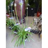 +VAT Agapanthus plant