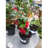 +VAT Potted Camellia plant