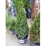 +VAT Pyramid buxus plant