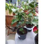 +VAT Potted Camellia plant