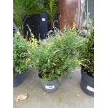 +VAT Potted genista plant