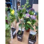 +VAT Potted Elderberry plant