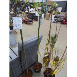 +VAT Standard Salix plant