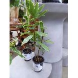 +VAT Potted Daphne plant