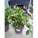 +VAT Potted Rhododendron
