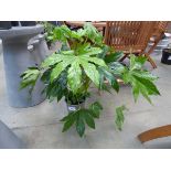 +VAT Potted fatsia plant