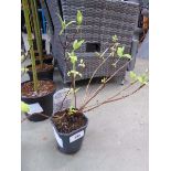 +VAT Potted Deutzia plant