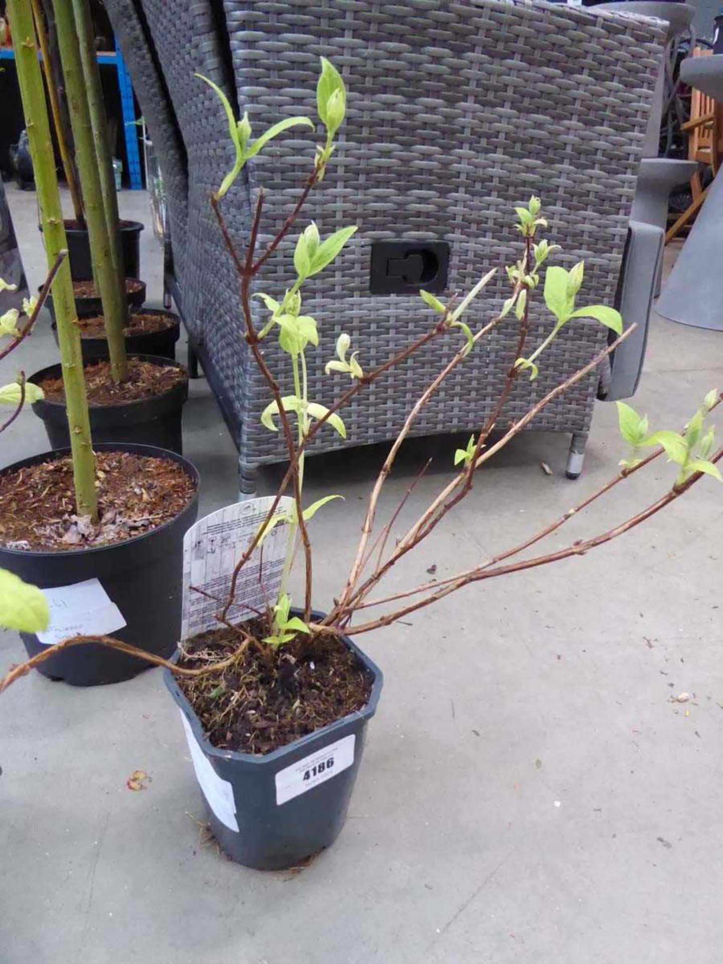 +VAT Potted Deutzia plant