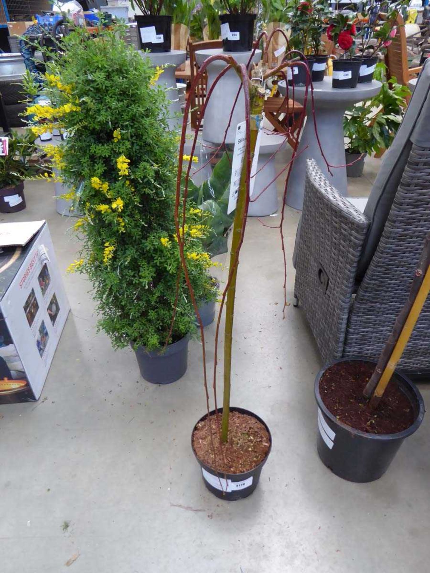 +VAT Salix plant