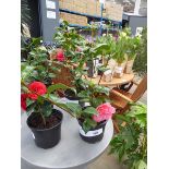 +VAT Potted Camellia plant