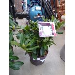 +VAT Potted Rhododendron