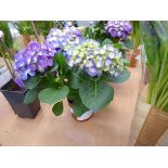 +VAT Small potted Hydrangea