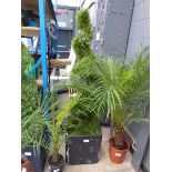 +VAT Spiral artificial conifer