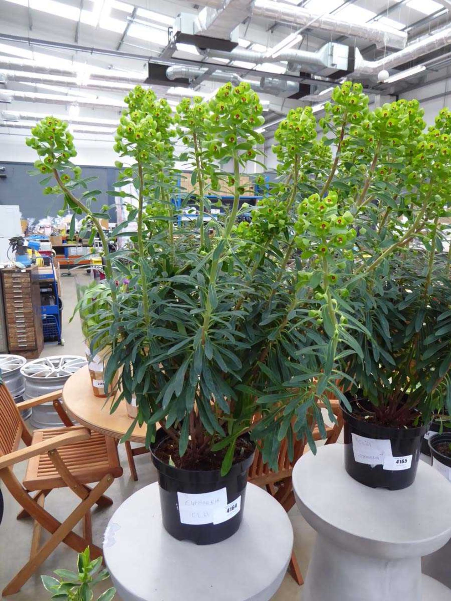 +VAT Potted Euphorbia plant