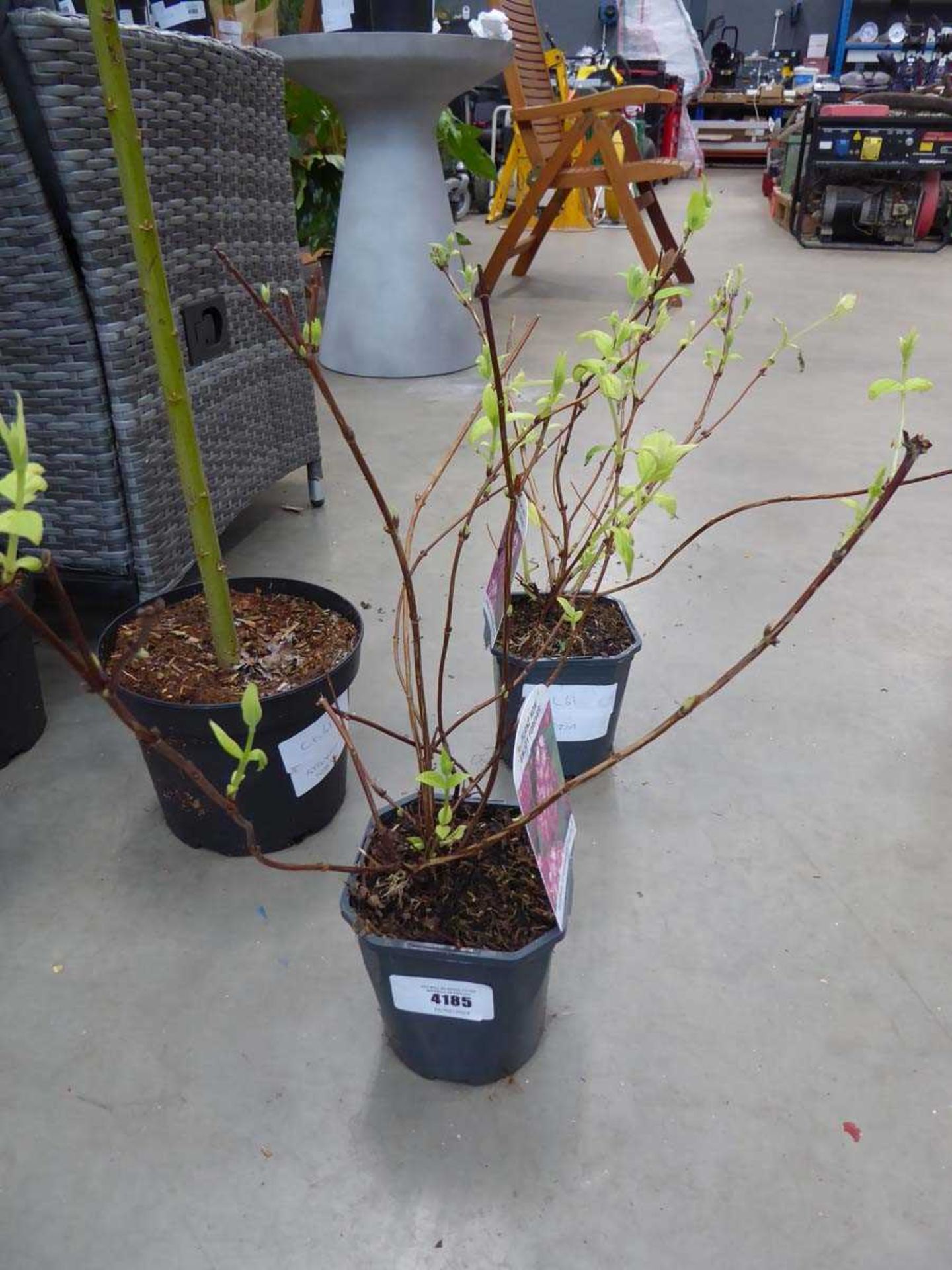 +VAT Potted Deutzia plant