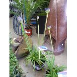 +VAT Agapanthus plant
