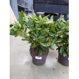 +VAT Potted Rhododendron