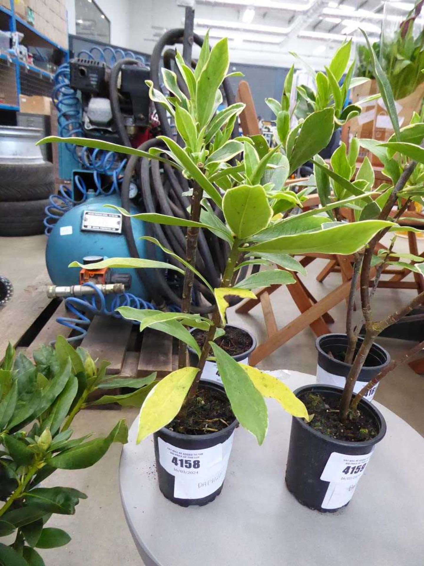 +VAT Potted Daphne plant